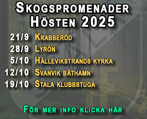 Skogspromenader