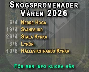 Skogspromenader
