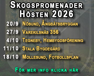 Skogspromenader